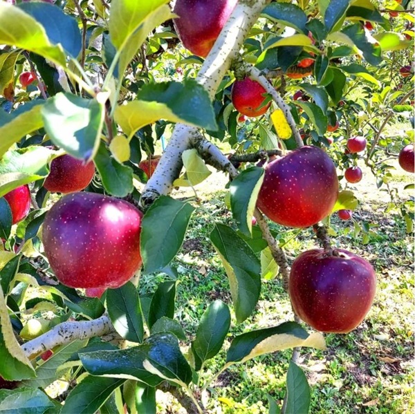 贈答用のりんごなら産地直送のCOCORO FARMで│サンふじや3種セットが人気！