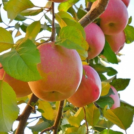 「早生ふじ」と「サンふじ」、違いは何？品種毎の特徴やりんごの簡単レシピもご紹介