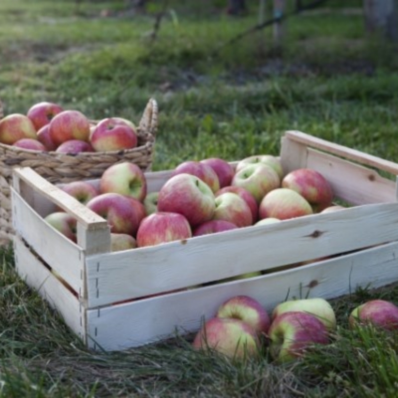 サンふじりんごの収穫時期はいつ？品種別に旬な時期を紹介します！