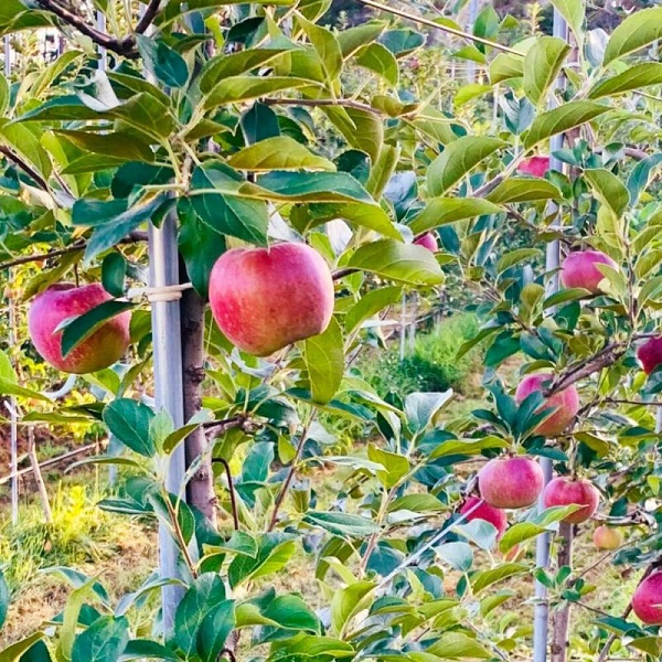 夏に美味しい信州りんご「シナノリップ」なら、農家直送のCOCORO FARMに決まり!