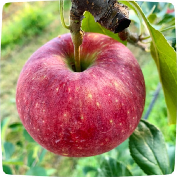 夏が旬！甘酸っぱさと滴る果汁が特徴のシナノリップとは？