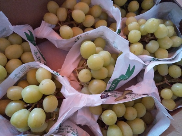 シャインマスカットの保存方法は？常温、冷蔵、冷凍での注意点と美味しく食べられる旬の時期も紹介