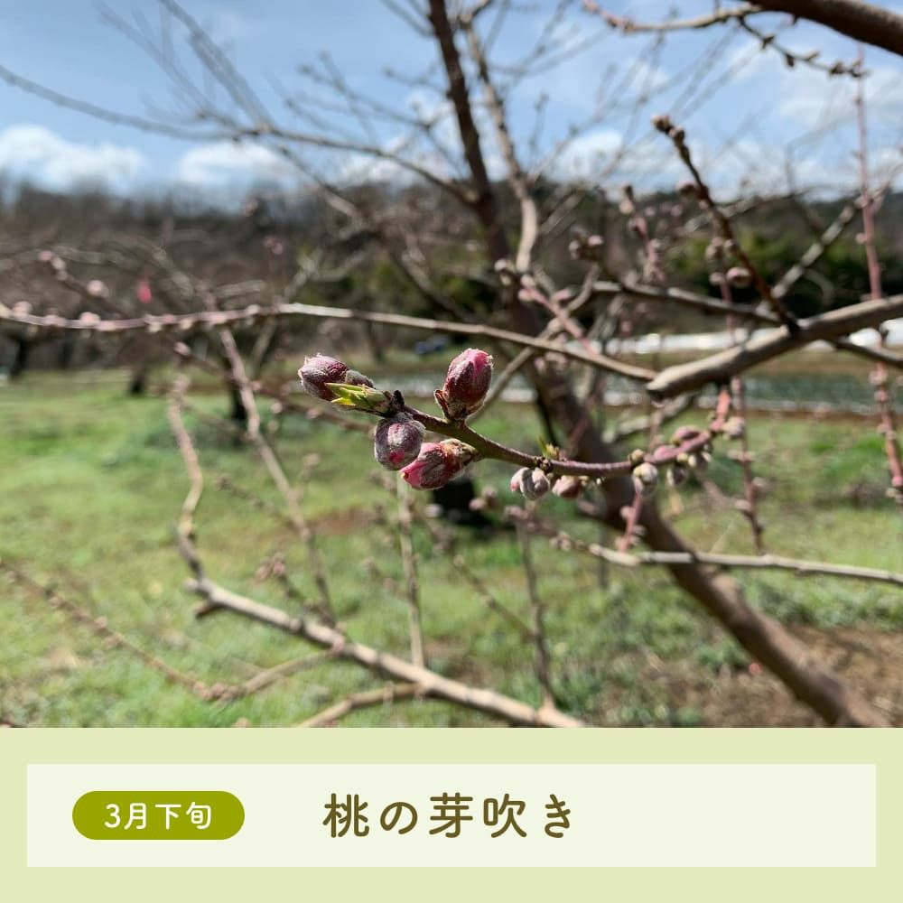 3月下旬桃の芽吹き