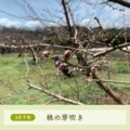 3月下旬桃の芽吹き