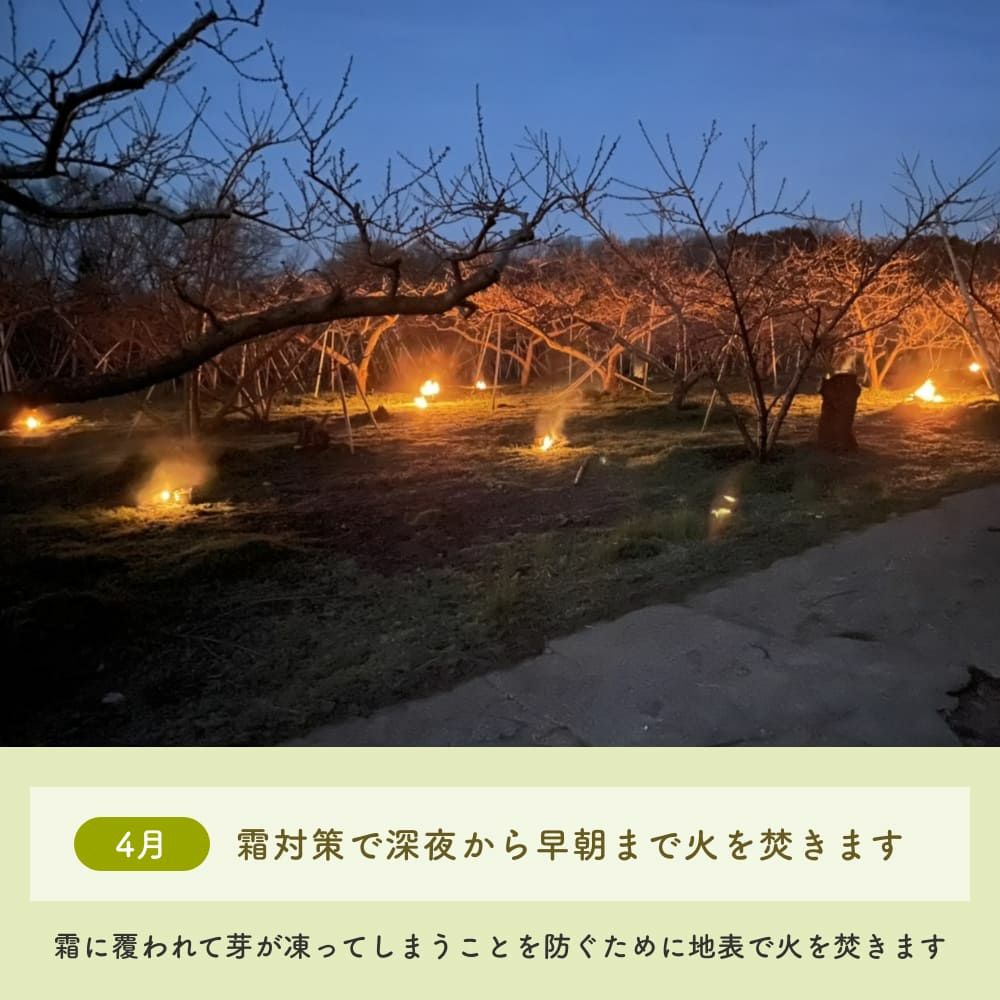 4月霜対策で火を焚く様子