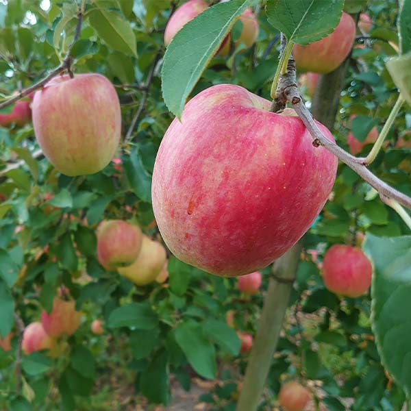シナリー　C3 えりんこ様 店長おすすめ旬のりんご3種セット | COCORO FARM VILLAGE
