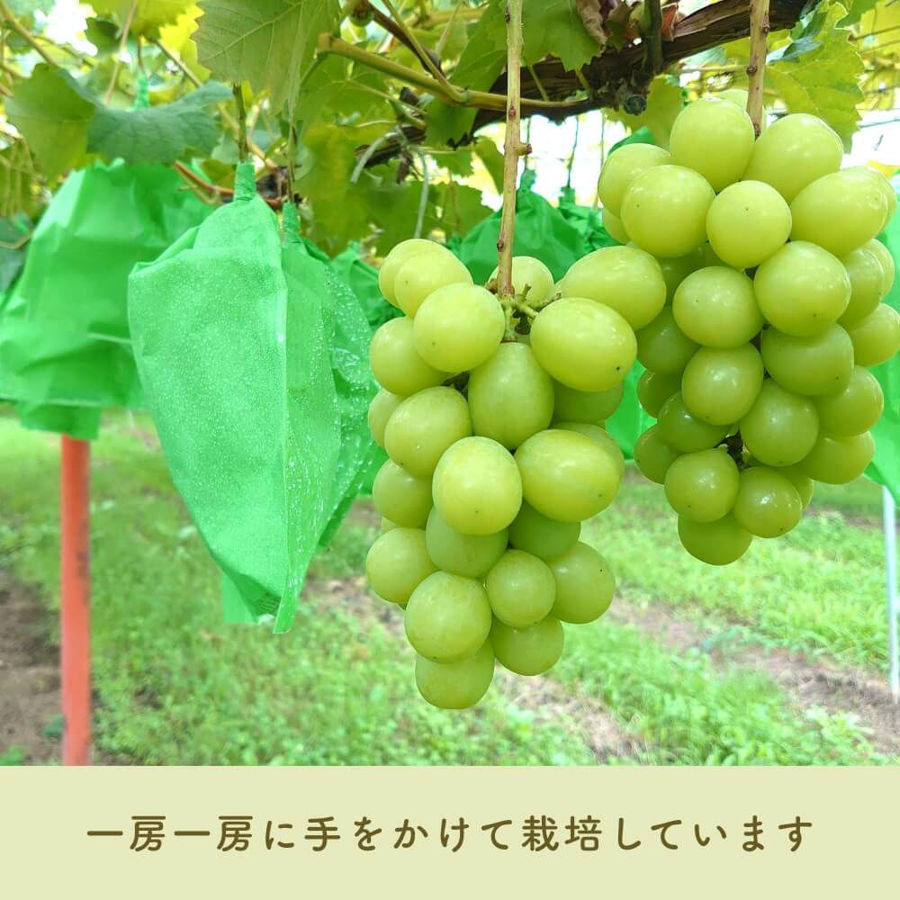 シャインマスカット栽培の様子
