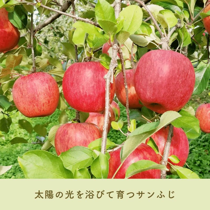 送料無料】りんご：サンふじ 家庭用10kg | COCORO FARM VILLAGE