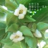栽培の様子
