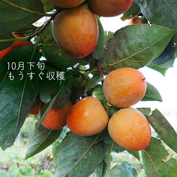 10%OFF】【送料無料】市田柿 黒箱 | COCORO FARM VILLAGE