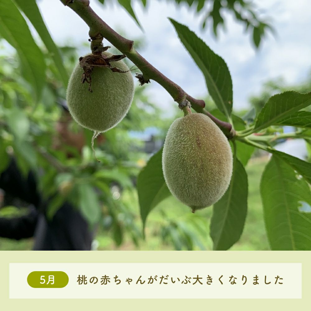 5月桃の赤ちゃん