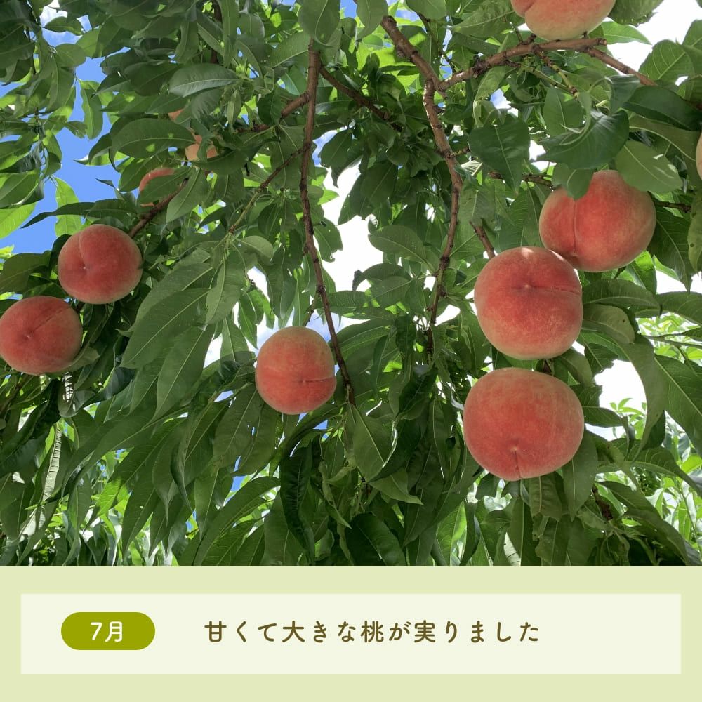 7月甘くて大きな桃が実りました