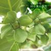栽培の様子