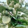 栽培の様子