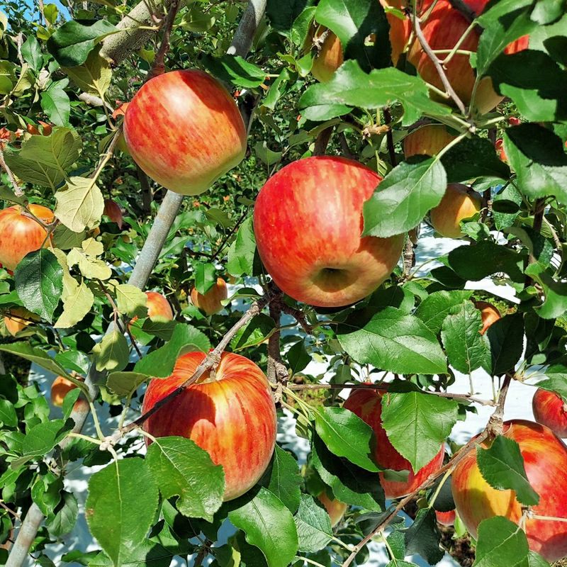 長野県産 りんご シナノスイート プレミアム 約3キロ | COCORO FARM