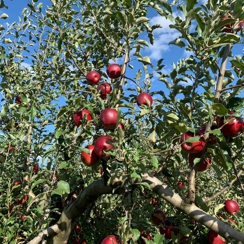 長野県産 りんご 秋映 あきばえ 特秀 | COCORO FARM VILLAGE