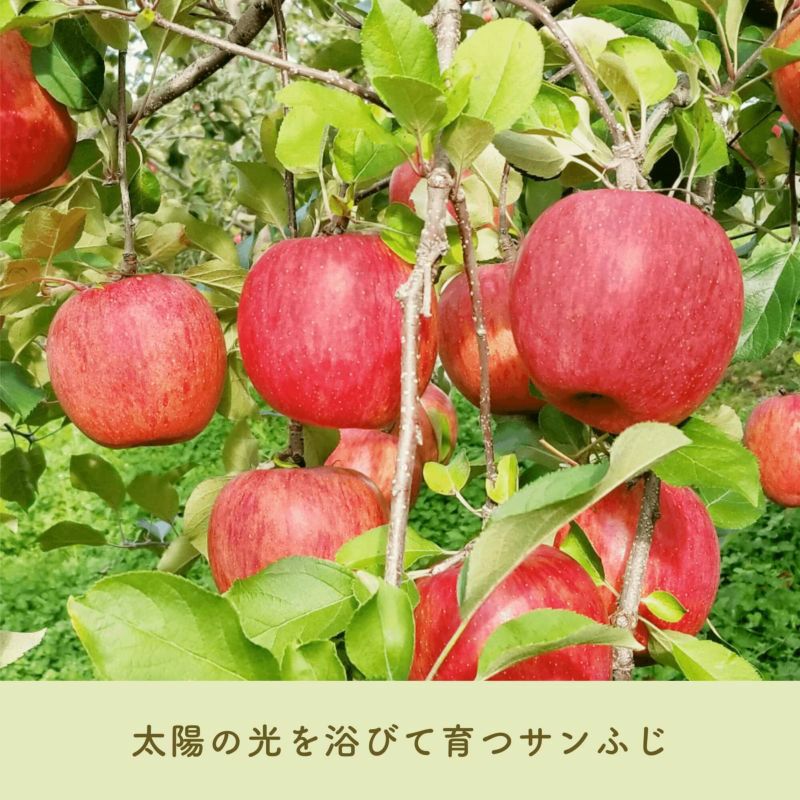 楽天市場】信州りんごチップス 50g 長野県産 国産リンゴ 砂糖
