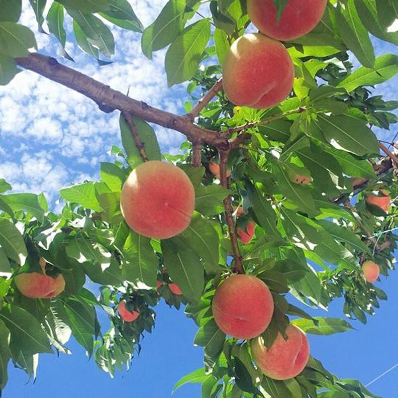 長野県産 朝採り 桃 なつっこ小玉 約3キロ 自宅用 | COCORO FARM VILLAGE