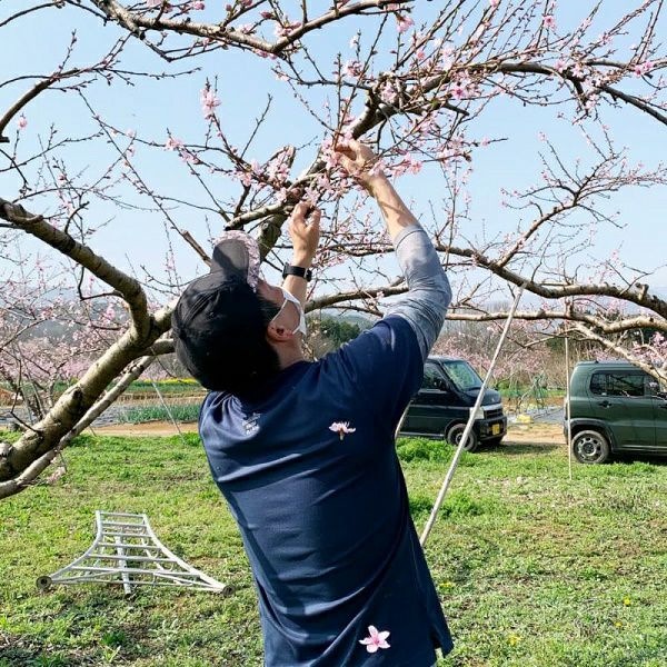 長野県産 桃 あかつき小玉 約 3キロ / 約 5キロ | COCORO FARM