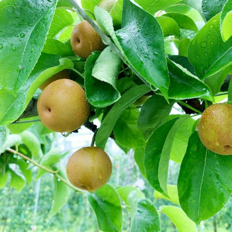 長野県産梨 豊水家庭用 約3キロ 5キロ | COCORO FARM VILLAGE