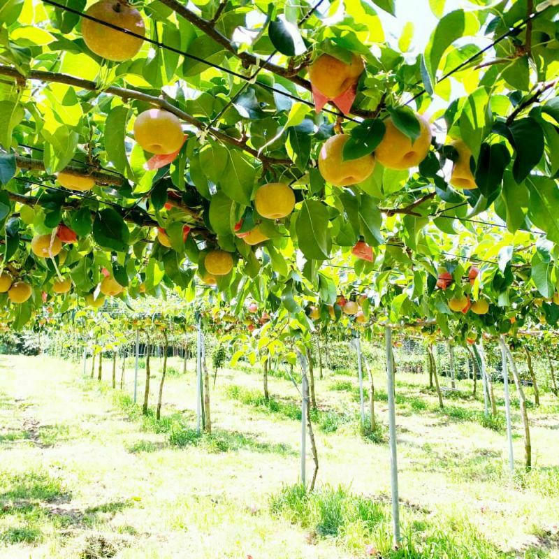 長野県産梨 豊水 特秀 約3キロ/5キロギフト 贈答用 | COCORO FARM VILLAGE