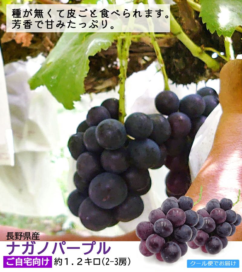 ぶどう ナガノパープル ご家庭向け 約1．2キロ | COCORO FARM