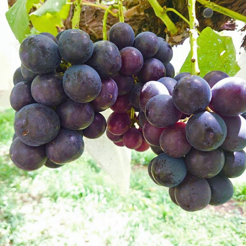ぶどう ナガノパープル ご家庭向け 約1．2キロ | COCORO FARM VILLAGE